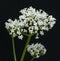 Valerian; officinalis; medicinal plant