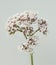 Valerian; officinalis; medicinal plant