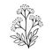 Valerian outline hand drawn element. Herbs doodle botanical icon valerian for logo. Modern simple style. Vector