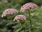 Valerian (Valeriana officinalis)