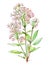 Valerian (Valeriana officinalis) herb isolated on white background. Generative AI watercolor illustration