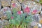 Valerian valeriana pink  flowers growing on a boulder wall