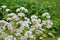 Valeriana, a medicinal plant