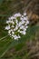 Valeriana montana in bloom