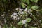 Valeriana montana in bloom