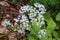 Valeriana montana - Wild plant shot in the spring