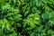 Valeriana Officinalis, green leafs