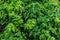 Valeriana Officinalis, green leafs