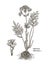 Valeriana officinalis. Hand drawn botanical illustration of valerian on white background. Wild grasses and flowers.