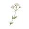 Valeriana officinalis, medical wild plant. Realistic botanical drawing of valerian flower in retro style. Medicinal