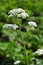 Valeriana officinalis, Valerian herb