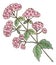 Valeriana plant. Healthy fresh herb. Medical flower