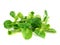 Valerianella locusta, corn salad, lamb\'s lettuce