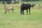 A valk color foal and a brown mare in the field, wearing a fly mask, pasture, horse