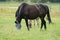 A valk color foal and a brown mare in the field, wearing a fly mask, pasture, horse