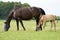 A valk color foal and a brown mare in the field, wearing a fly mask, pasture, horse