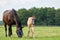 A valk color foal and a brown mare in the field, wearing a fly mask, pasture, horse