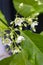 Vallaris glabra, white aroma flower