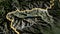 Valle d\'Aosta, Italy - highlighted with capital. Satellite