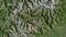 Valle d\\\'Aosta, Italy - outlined. Satellite