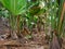 Vallee de Mai Nature Reserve May Valley, island of Praslin, Seychelles