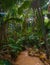 The Vallee De Mai palm forest. May Valley, island of Praslin, Seychelles