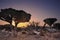 Valley dragon trees at sunset. Yemen. Socotra.