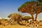 Valley dragon trees Yemen. Socotra.