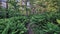 Valley of Ferns at Blue Mounds State Park WI