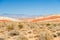 Valley of Fire desert plants