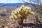 Valley of Fire State Park (Nevada State Parks). Cylindropuntia