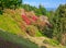 The valley of flowered rhodondendros in the  nature reserve of the Burcina park in Pollone/Biella/Piedmont/Italy