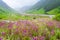 Valley of flowers , india