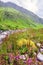 Valley of Flowers, uttarakhand india