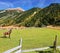 On valley grazing groomed horse farm