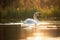 Valley Moselle animals wildlife birds water reflection sunbeams sunset swimming swan White