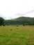 Valley near Dove Cottage