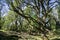 Valley oak branches in winter, California
