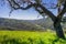 Valley oak tree in spring, view of the Hunting Hollow valley in the background, Henry W. Coe State Park, California