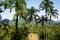 valley panoramic view of the jungle rain forest amazonic viux