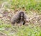 Valley Pocket Gopher Thomomys bottae emerging from the burrow.