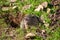 Valley pocket gopher Thomomys bottae emerging from the burrow