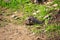 Valley pocket gopher Thomomys bottae emerging from the burrow