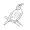 Valley quail bird illustration vector.Line art bird doodle