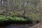 Valley of the River Fulde in Spring in the Lueneburger Heath, Walsrode, Lower Saxony