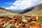 Valley with rock, stones, moss in Himalayas.