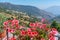 Valley in Sierra Nevada viewed behind blossoming flowers, Spain