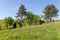 Valley slope with trees rarely growing among meadow in springtime