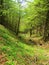 Valley in Slovenia with lush bright green spring herbaceous vegetation