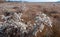 Valley of the Tiligul estuary with salt marshes, drying Aster tripolium plants with seeds and fluff